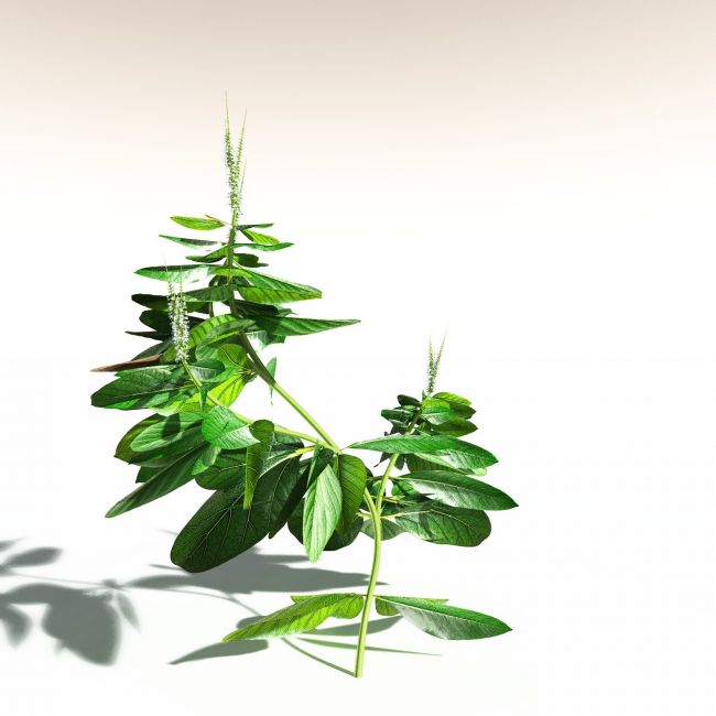 Click here to see preview images for "EVERYPlant Basil for Daz" EVERYPlant Basil for Daz