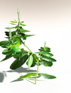 EVERYPlant Basil for Daz