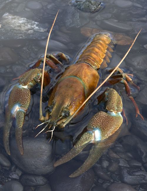Click here to see preview images for "GCJ Crayfish" GCJ Crayfish