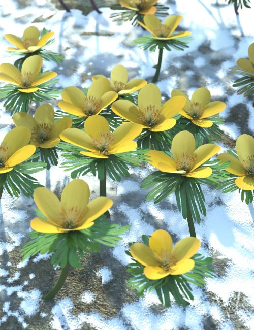 Click here to see preview images for "Spring Flowers - Winter Aconite" Spring Flowers - Winter Aconite