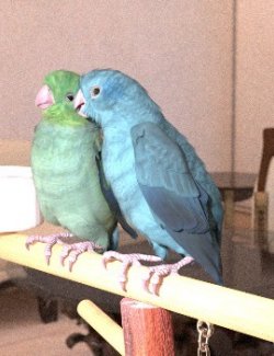 Songbird ReMix Parrots v7: Pacific Parrotlet Breeds