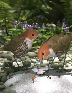 Songbird ReMix Antpittas