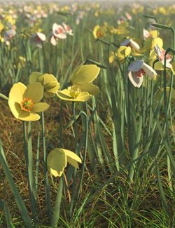 Spring Flowers- Narcissus