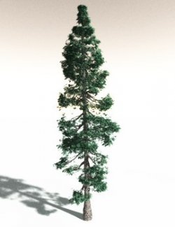 EVERYPlant White Fir for Daz