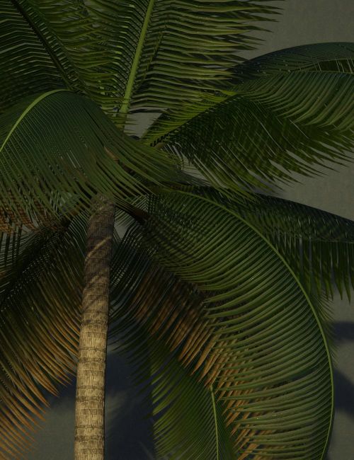 Click here to see preview images for "FN Pine and Palm Tree Collection" FN Pine and Palm Tree Collection