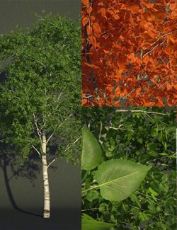 FN Seasonal Birch Tree Collection