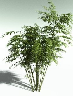 EVERYPlant Bengal Bamboo for Poser