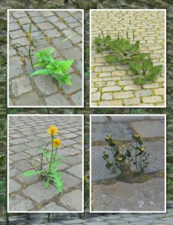 Urban Weeds