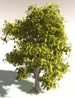 EVERYPlant Durian for Daz