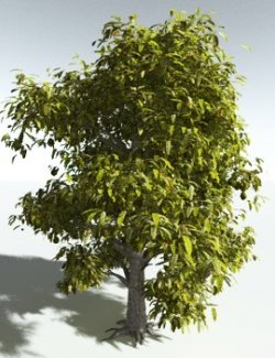 EVERYPlant Durian for Vue