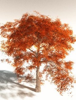 EVERYPlant Cotton Tree for Daz
