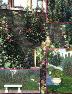 Low Res Camellia Bushes