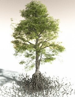 EVERYPlant Indian Mangrove for Daz