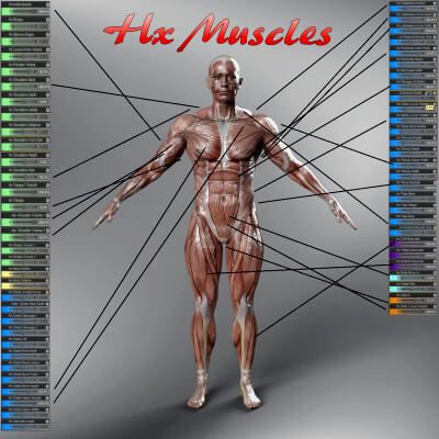 Click here to see preview images for "HX Muscles Merchant Resource Morphs for Genesis 9" HX Muscles Merchant Resource Morphs for Genesis 9