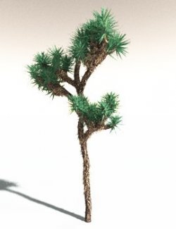 EVERYPlant Joshua Tree for Daz