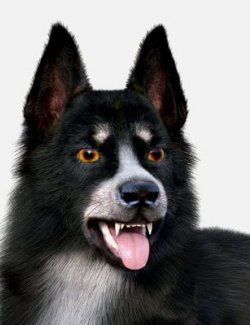 Border Collie for Dog nubis