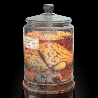Click here to see preview images for "Organ Jar Human Brain Props" Organ Jar Human Brain Props