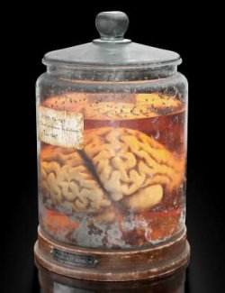 Organ Jar Human Brain Props