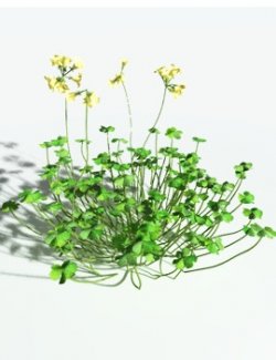 EVERYPlant African Wood Sorrel for Poser