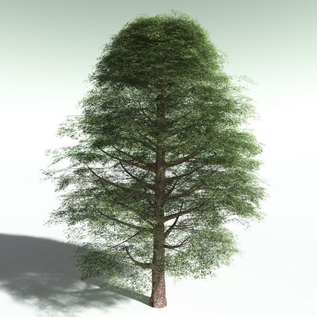Click here to see preview images for "EVERYPlant Yellow Birch for Poser" EVERYPlant Yellow Birch for Poser