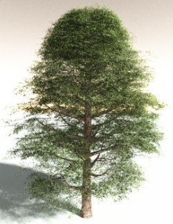 EVERYPlant Yellow Birch for Daz