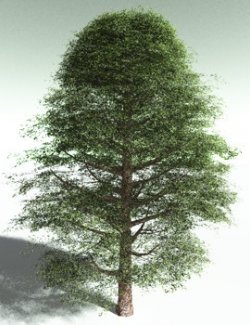 EVERYPlant Yellow Birch for Poser